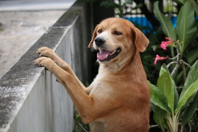 狗