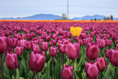 郁金香花