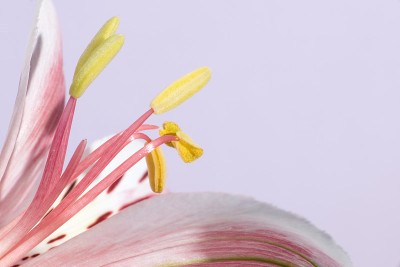 花花