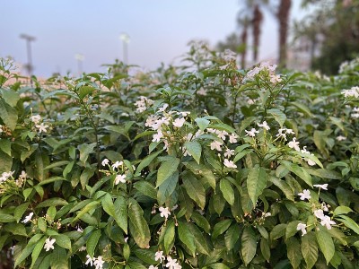 植物