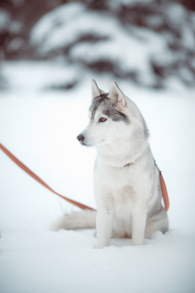 西伯利亚雪橇犬