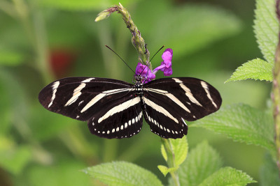 斑马Longwing