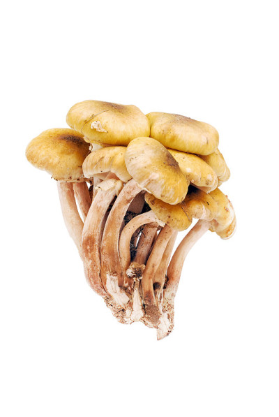 蘑菇孤立
