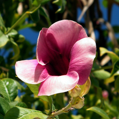 萨维恩曼德拉花孤立2010