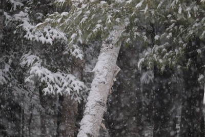 降雪