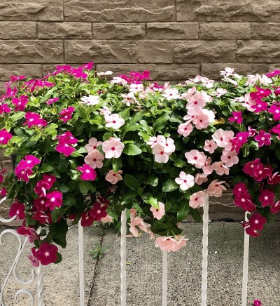 篱笆上的花箱