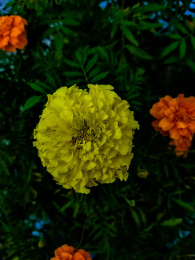 黄菊花瓣库存照片