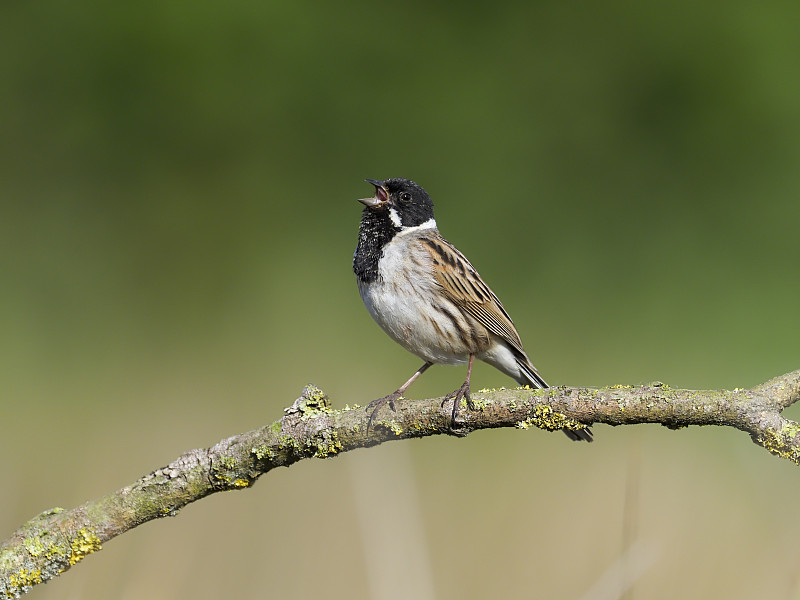 芦苇bunting, Emberiza schoeniclus