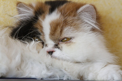 3个颜色的波斯猫的肖像