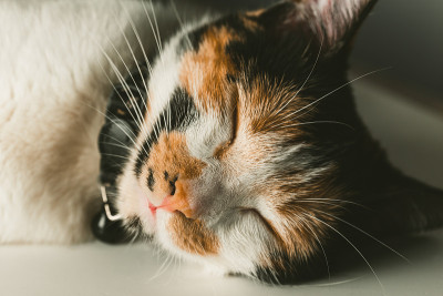 一只可爱的猫咪在睡觉