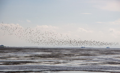 鸟类在Dagebüll Mudflat