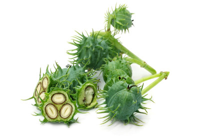 新鲜的绿蓖麻豆上白