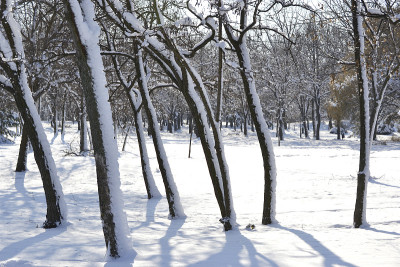 公园里树上的雪
