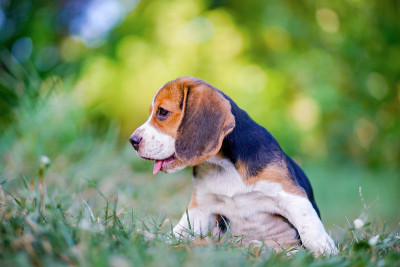 一只可爱的小猎犬在公园外面的草地上玩耍。