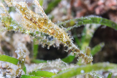 隐藏得很好的一对强健鬼尖嘴鱼