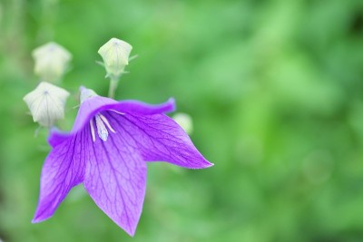 Platycodon,