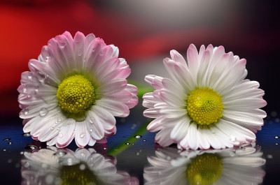 Camomiles