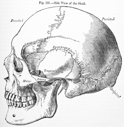 古董医学插画|人类头骨