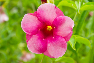 Allamanda Flowers, Saritaea magica Duyand, Purple 