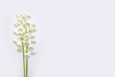 山谷中的百合花