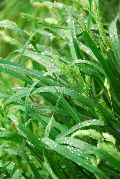 绿草