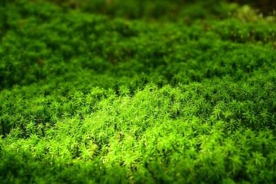 森林中绿色苔藓的特写