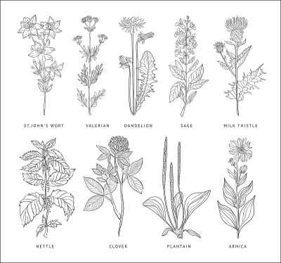 医学草药向量集。Hannddrawn风格