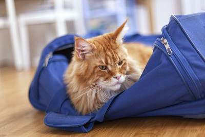 红色缅因猫坐在手提箱里