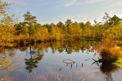 在Schneverdingen附近Lüneburg Heath的Pietzmoor