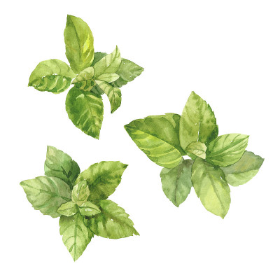 水彩手绘薄荷树枝和树叶。
