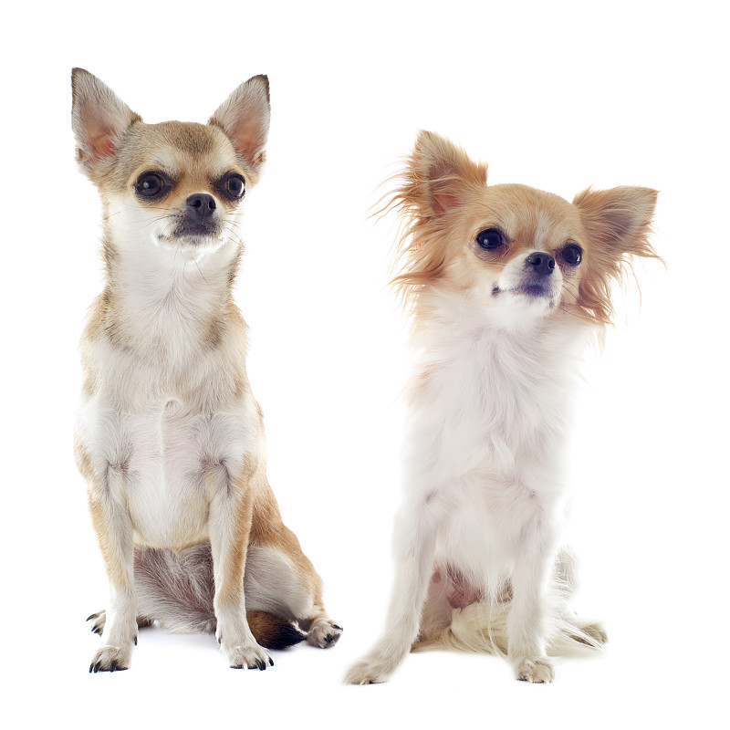 两个吉娃娃犬