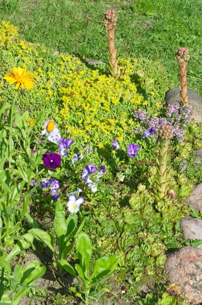 花园中多肉植物和地被植物的夏季花坛
