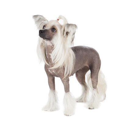 中国冠毛犬的狗