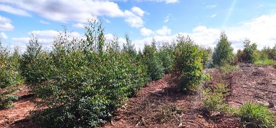 以木材和纤维素工业重新造林桉树