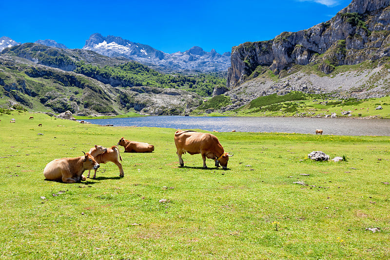 埃尔西纳湖附近牧场上的奶牛。坎塔布连。Covadonga。