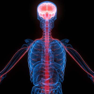 神经系统解剖x射线三维绘制人体内部器官大脑