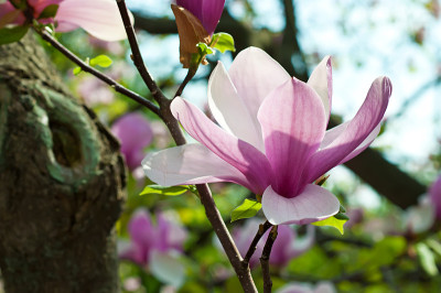 木兰的花