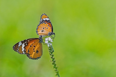 斑虎蝶(Danaus chrysippus)