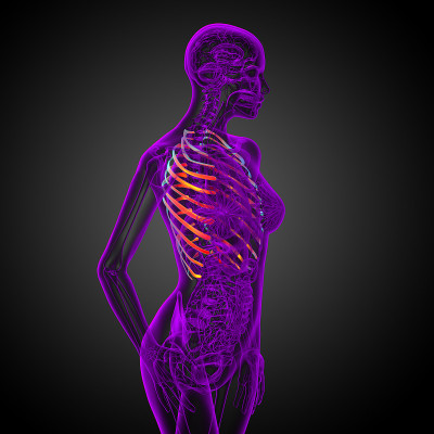 3d渲染医学插图的胸腔