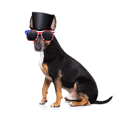 独立日7月4日的狗