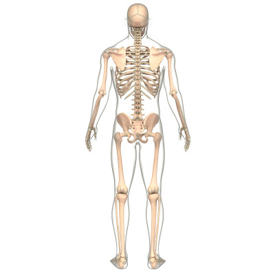 人体骨骼系统骨关节解剖学