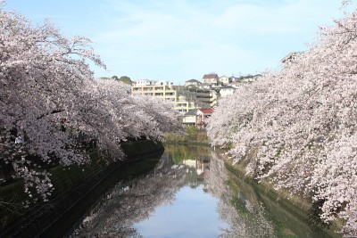 日本横滨大冈河边的一排樱花树