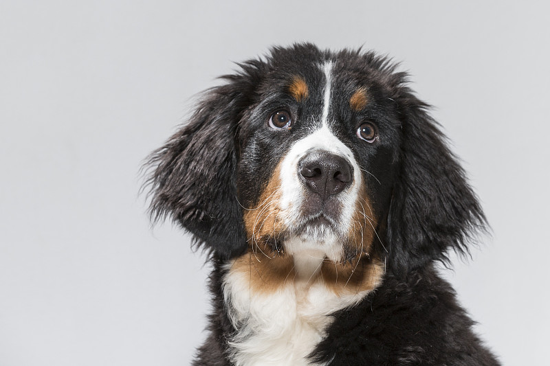 一只年轻的伯恩山犬的肖像