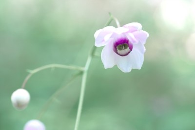 微笑在平成莫里