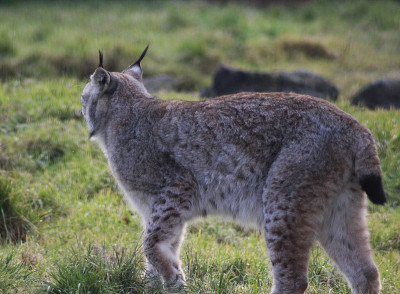 欧亚猞猁(lynx lynx)