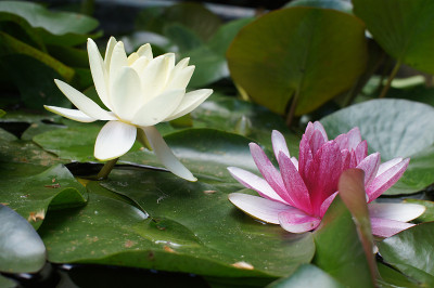 莲花