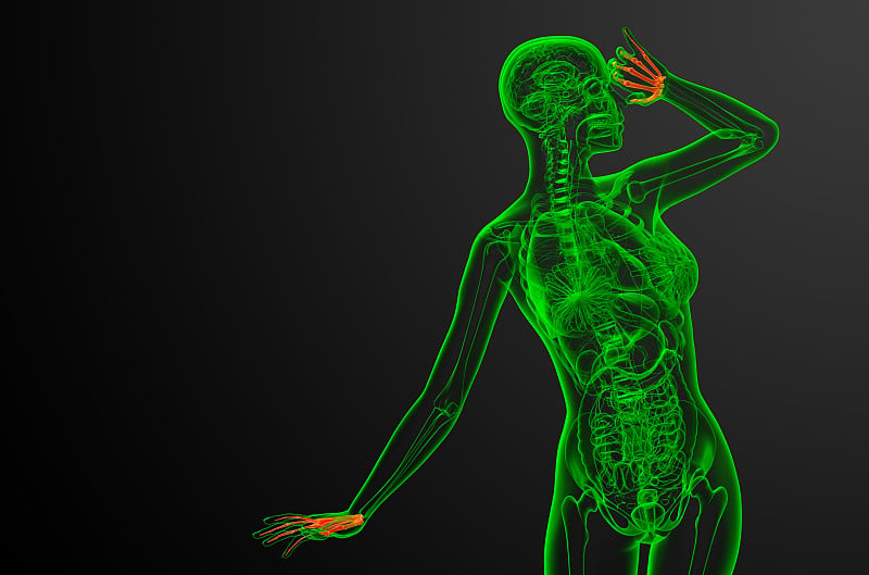 骨骼手的3d渲染图