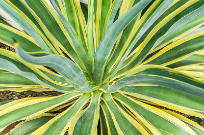 美国Agave