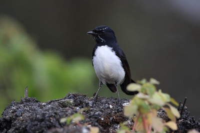 Willie Wagtail (rhiidura leucophrys)澳大利亚昆士兰