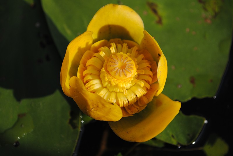 Nuphar lutea，黄色的睡莲，或白兰地瓶